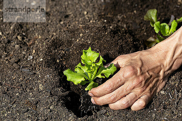 Hand eines Mannes  der Salatsetzlinge im Gemüsegarten pflanzt