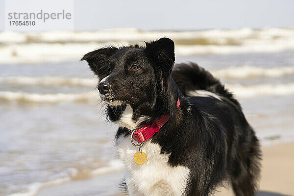 Border Collie mit Hundehalsband am Strand