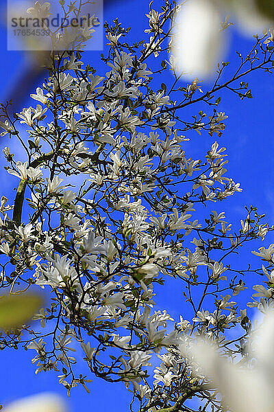 Weiß blühender Magnolienbaum im Frühling