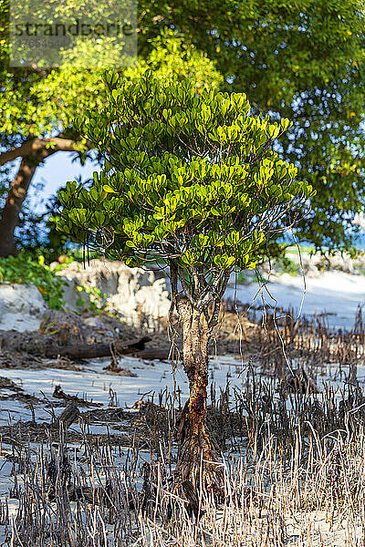 Mangrovenbaum wächst im Sommer am afrikanischen Strand