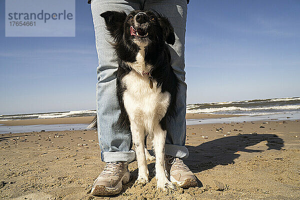 Junge Frau mit Hund steht an einem sonnigen Tag am Strand