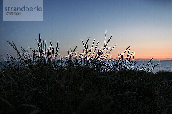 Silhouettenpflanzen am Meer vor dem Himmel in der Abenddämmerung