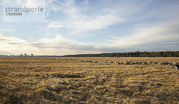 Schafherde weidet auf einem landwirtschaftlichen Feld