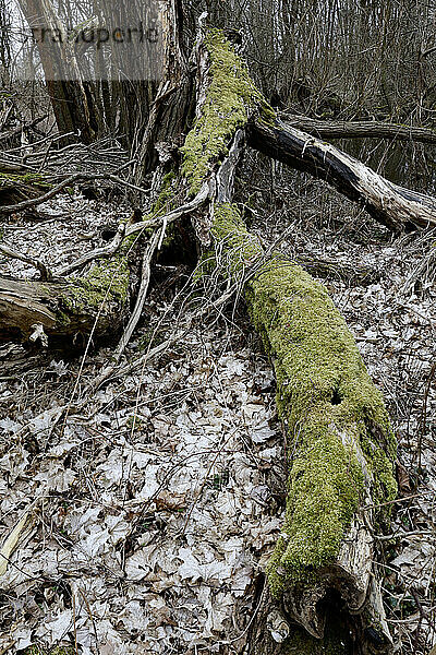 Moosbedeckter umgestürzter Baum im Spätwinter