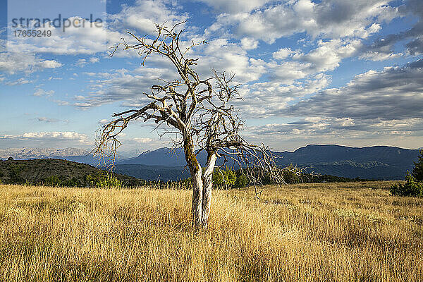 Griechenland  Epirus  einzelner kahler Baum auf dem Weg zum Aussichtspunkt Beloi im Vikos-Aoos-Nationalpark
