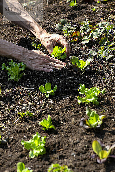 Hände eines Mannes  der Salatsetzlinge im Gemüsegarten pflanzt