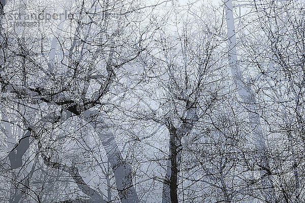 Mehrfachbelichtung kahler Bäume im Winter