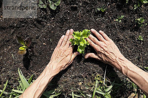 Hände eines Mannes  der Salatsetzlinge im Gemüsegarten pflanzt