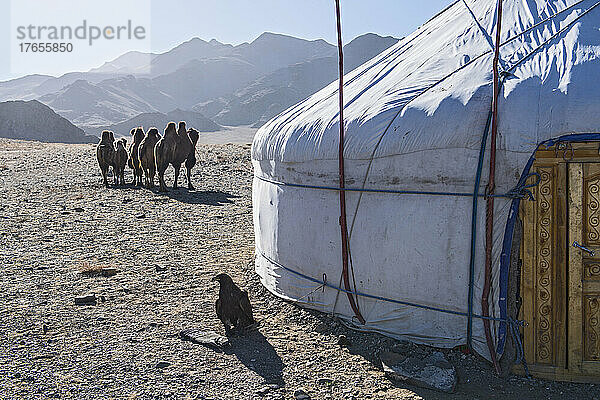 Kamele außerhalb der mongolischen Gers oder Jurten im Westen der Mongolei