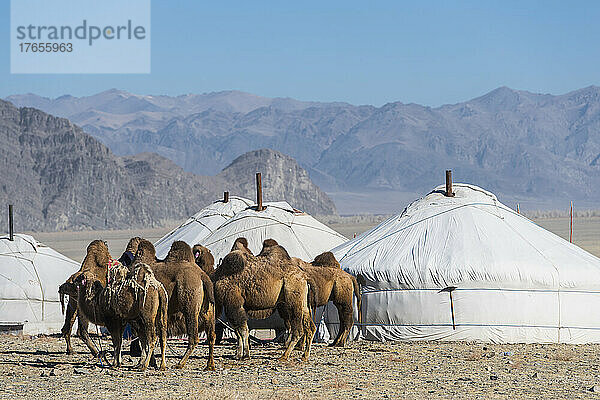 Kamele außerhalb der mongolischen Gers oder Jurten im Westen der Mongolei