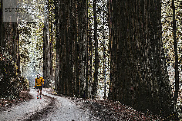 Mann wandert auf unbefestigter Straße zwischen riesigen Mammutbäumen  Kalifornien