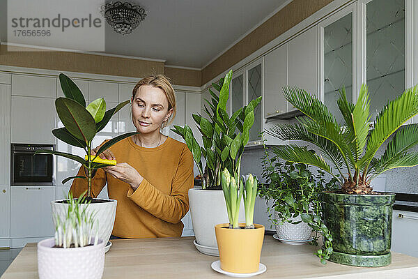 Eine nette Frau wischt Blätter von Zimmerpflanzen ab und kümmert sich um Zimmerpflanzen.