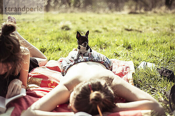 Kleine  winzige Chihuahua sitzen auf einem in der Sonne backenden Weibchen bei einem Picknick