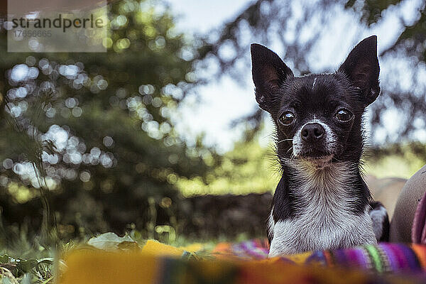 Kleiner Chihuahua-Hund sitzt in der Natur