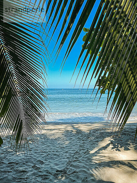 Tropischer Blick auf Sandstrand und Meer durch Palmenblätter.