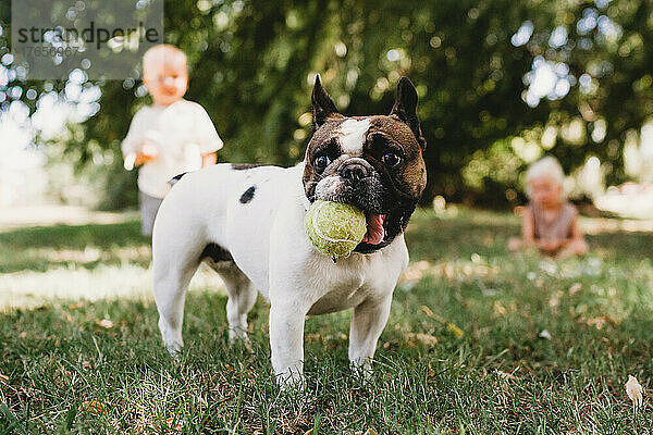 Französische Bulldogge spielt draußen mit Kindern mit Ball im Maul
