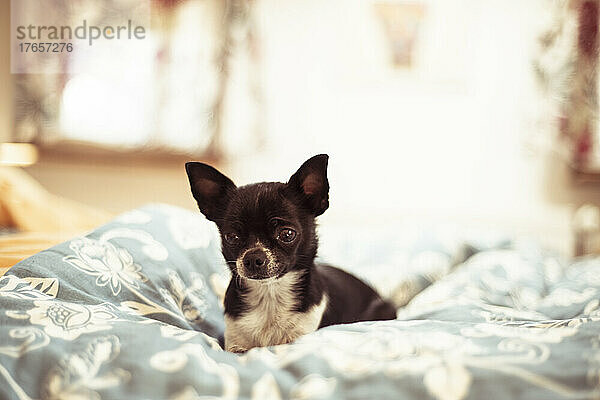 Niedlicher schwarzer kleiner Chihuahua-Hund gemütlich auf weichem Bett
