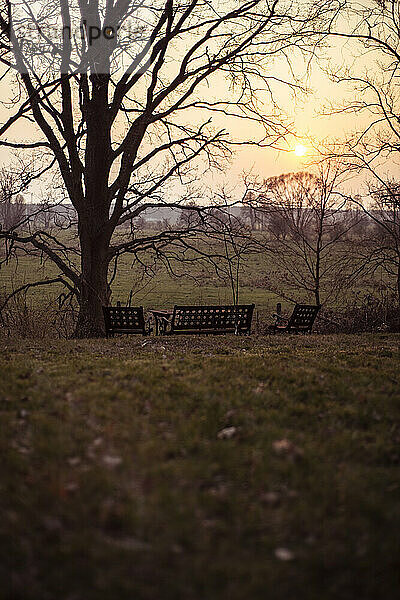 Goldene Sonne geht im frühen Frühling über dem Feld mit Baumsilhouette unter