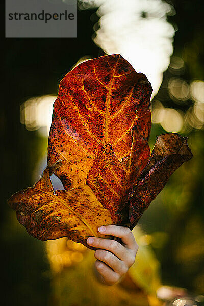 Kinderhand hält Herbstblätter vor goldenem Bokeh-Licht