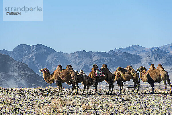 Mongolische Kamele im Westen der Mongolei