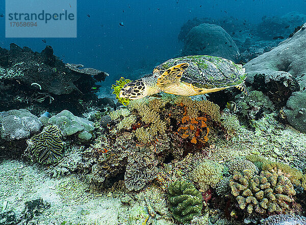eine Karettschildkröte auf dem Meeresboden rund um Bali