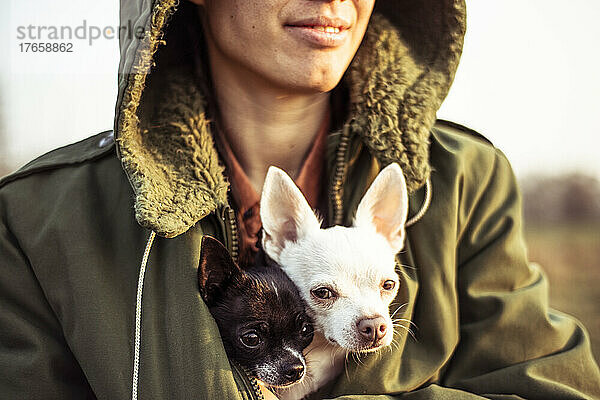 Nahaufnahme von zwei niedlichen Hunden  die in der Nachmittagssonne in einer Jacke warm gehalten werden