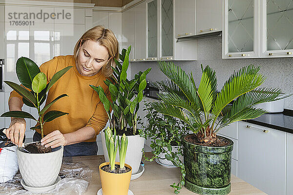 Eine nette Frau pflanzt eine Ficus-Zimmerpflanze.