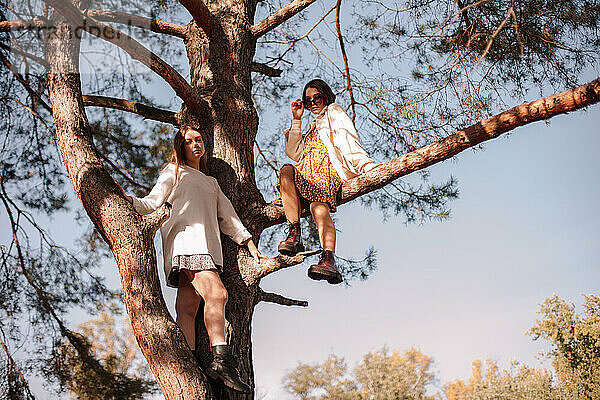 Zwei Mädchen im Teenageralter sitzen auf einer Kiefer im Wald