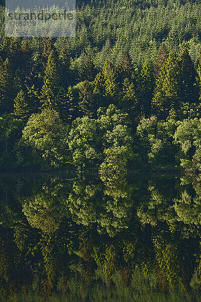 Wald  der sich in einem stillen See im Snowdonia-Nationalpark spiegelt