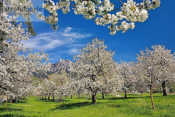 Obstplantage im Frühling  blühende Kirschbäume (Prunus avium)  dahinter Berg Klein Mythen  Kanton Schwyz  Schweiz  Europa