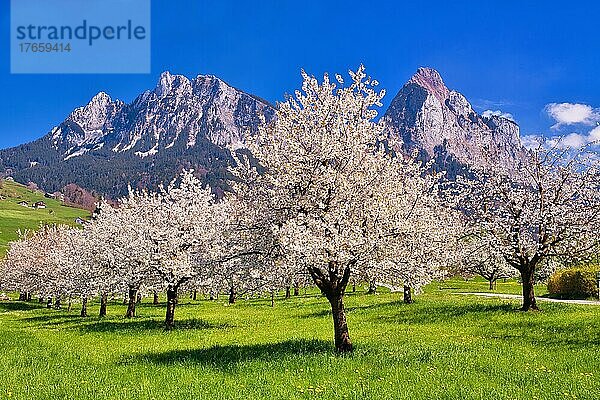 Obstplantage im Frühling  blühende Kirschbäume (Prunus avium)  dahinter Berge Klein Mythen und Groß Mythen  Kanton Schwyz  Schweiz  Europa