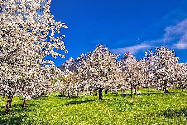 Obstplantage im Frühling  blühende Kirschbäume (Prunus avium)  dahinter Berge Klein Mythen und Groß Mythen  Kanton Schwyz  Schweiz  Europa