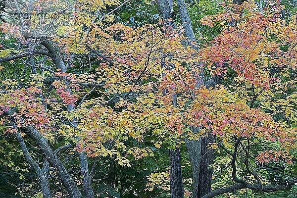 Ahornlaub (Acer saccharum)  Algonquin Park  Kanada  Nordamerika