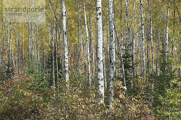 Herbstlicher Birkenwald (Betula papyrifera)  Algonquin Park  Kanada  Nordamerika