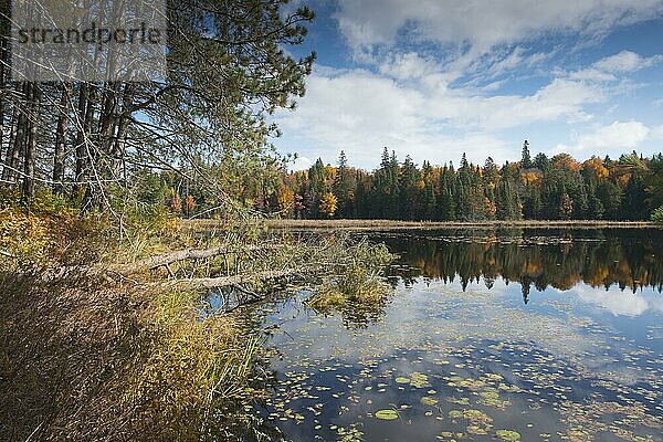 Herbstfarben im Algonquin Park  Indian Summer  Kanada  Nordamerika