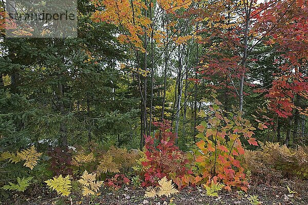 Indian Summer  Herbstfarben im Parc de Grands Jardins  Kanada  Nordamerika