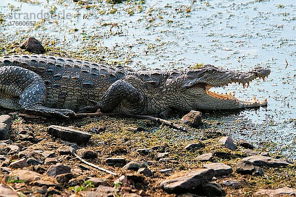 Snub Nosed Marsh Crocodile mugger crocodile (Crocodylus palustris) is a crocodilian native to freshwater in India. Ranthambore National Park  Rajasthan  India