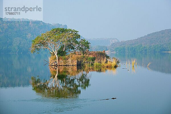 Serene morning on lake Padma Talao. Crocodiles floating. Tree and ruins are reflected in mirror water. Ranthambore National Park  Rajasthan  India
