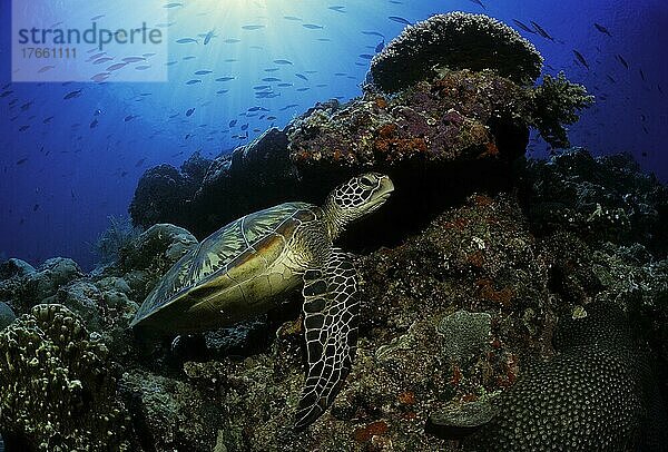 Grüne Meeresschildkröte (Chelonia Mydas) rastet im Korallenriff  Sipadan  Sabah  Malaysia  Asien