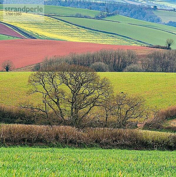 Fields and Meadows over English Village  Berry Pomeroy  Devon  England  United Kingdom