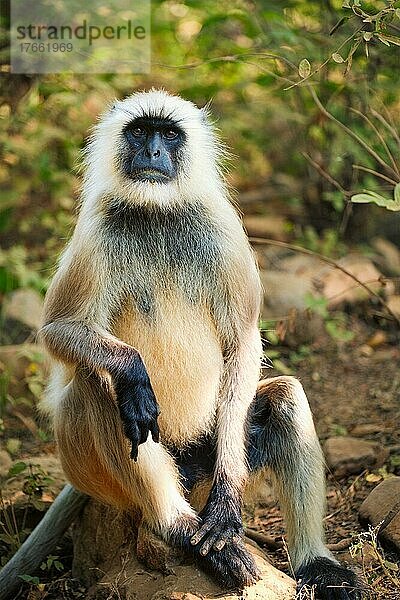 Indian common Gray langur or Hanuman langur monkey ape eating graß and looking around in jungle. Ranthambore national park  Rajasthan  India