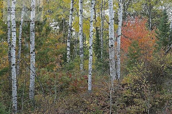 Herbstlicher Birkenwald (Betula papyrifera)  Algonquin Park  Kanada  Nordamerika