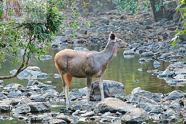 Female blue bull or nilgai is an asian antelope standing in the forest. Nilgai is endemic to Indian subcontinent. Ranthambore National park  Rajasthan  India