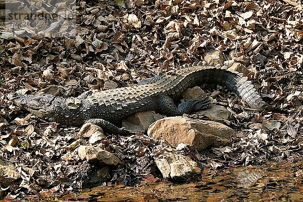 Snub Nosed Marsh Crocodile mugger crocodile (Crocodylus palustris) is a crocodilian native to freshwater in India. Ranthambore National Park  Rajasthan  India