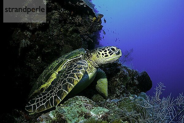 Grüne Meeresschildkröte (Chelonia Mydas) rastet im Korallenriff  Sipadan  Sabah  Malaysia  Asien