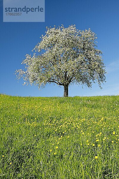 Alleinstehender  blühender Birnbaum auf blühender Blumenwiese  bei Hombrechtikon im Zürcher Oberland  Schweiz  Europa