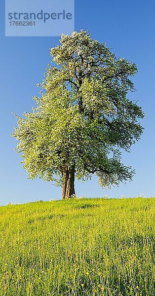 Alleinstehender  blühender Birnbaum auf Blumenwiese im warmen Morgenlicht  Oetwil am See im Zürcher Oberland  Schweiz  Europa