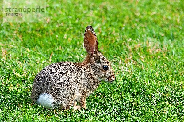 Wild baby bunny in San Diego  California  USA  Nordamerika