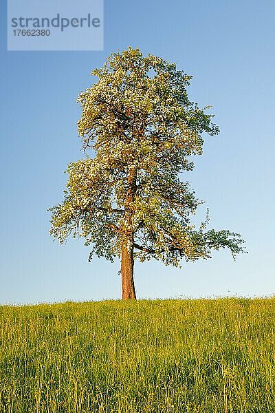 Alleinstehender  blühender Birnbaum auf Blumenwiese im warmen Morgenlicht  Oetwil am See im Zürcher Oberland  Schweiz  Europa