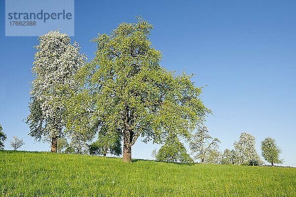Blühende Birnbäume im Frühling auf grüner Wiese  Oetwil am See im Zürcher Oberland  Kanton Zürich  Schweiz  Europa